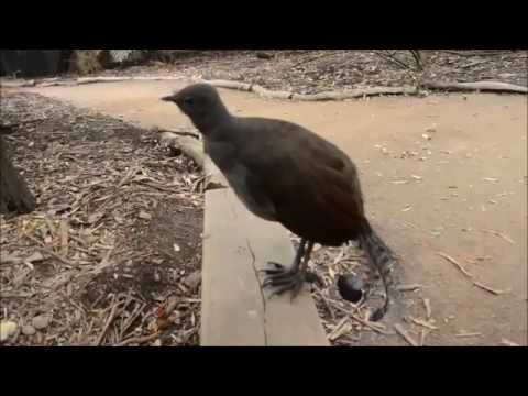 Fågel låter precis som en laser! (R2D2 fågel)