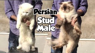 Persian Kittens and Cats for Sale in Hyderabad at S A Cattery Talabkatta | Himalayan Stud Male Cat