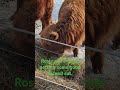 Everyone trying to stay warm in these freezing temps.  #highland #cute #highlandcow #farming #foryou