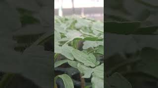 tomato 🍅# shorts video# yts Studio#farming in the swaraj hytek naseri Phone no #7972141630#