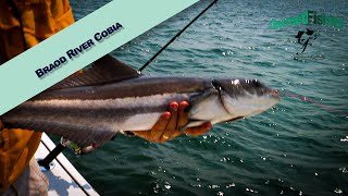 Broad River Cobia