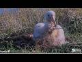 Royal Albatross ~ Plateau Chick Does Nest Remodeling Syncing Paddles &amp; Bill Together Effectively! 💖