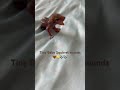 Week 3- Tiny Baby Squirrel sounds 🎶🎶🤎💛🤎💛 Squeak ! Squeak!