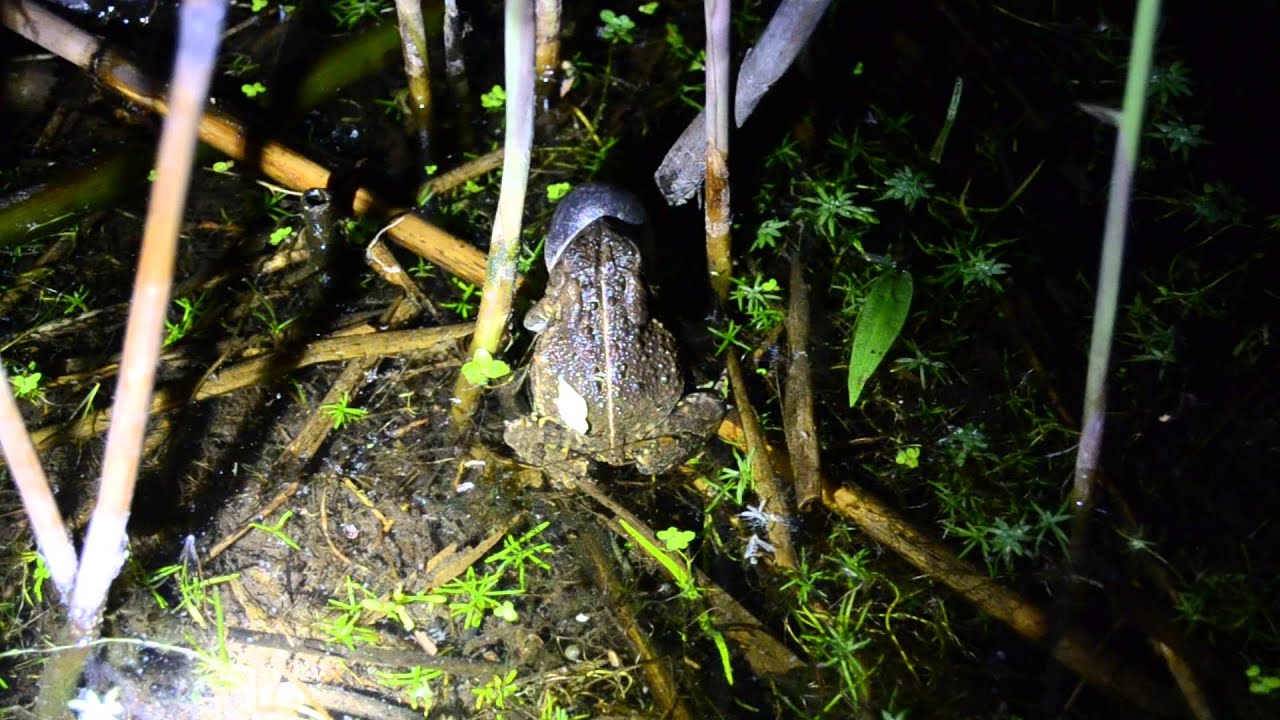 camera iphone 8 plus apk Fowler's Toad (Anaxyrus fowleri) Call