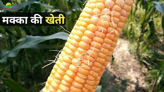 मक्का की खेतीMakka ki kheti kaise karen || How to cultivate maize || makka ki kheti