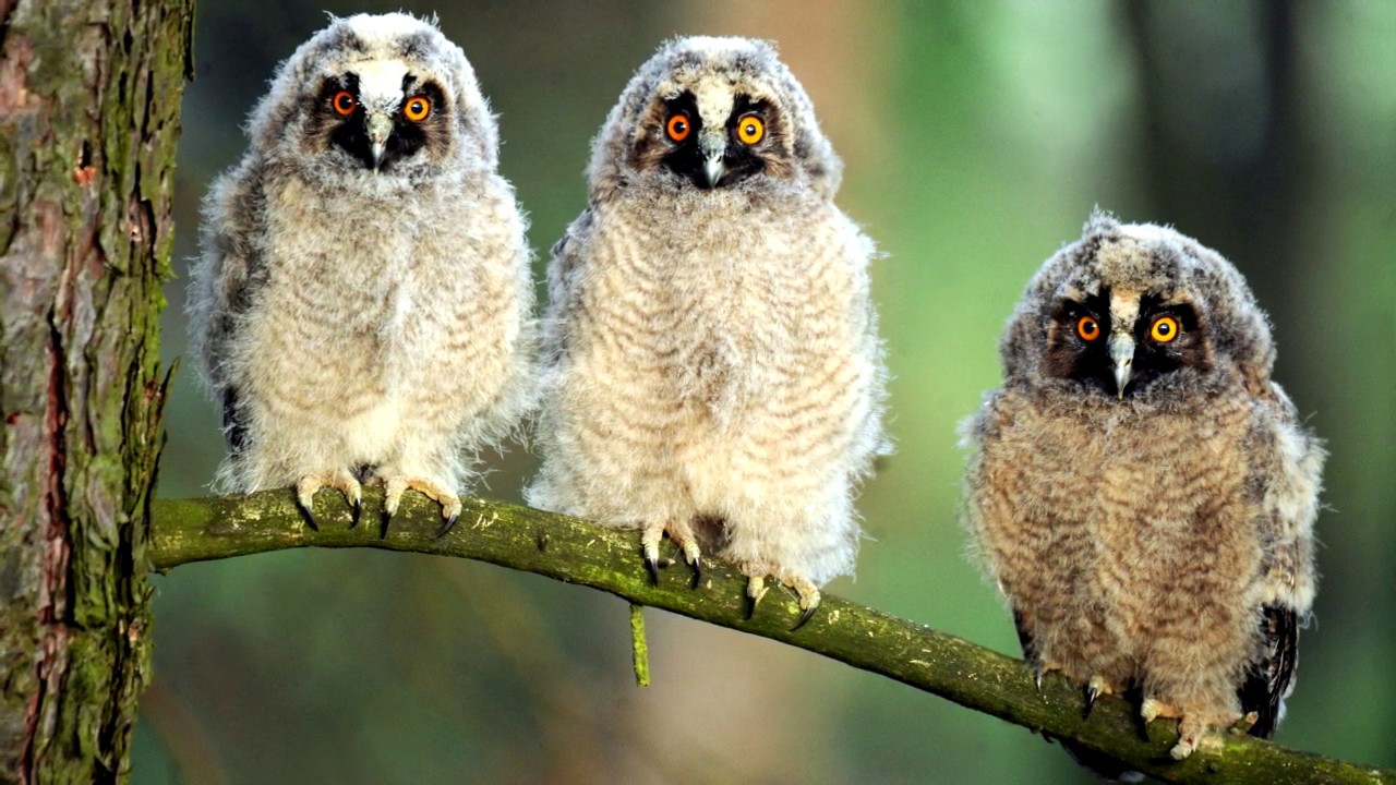 Голос ушастой совы, пение и крики. Крики птенца ушастой совы. Птенец ...