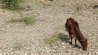 A cow grazing freely in the rural area like this