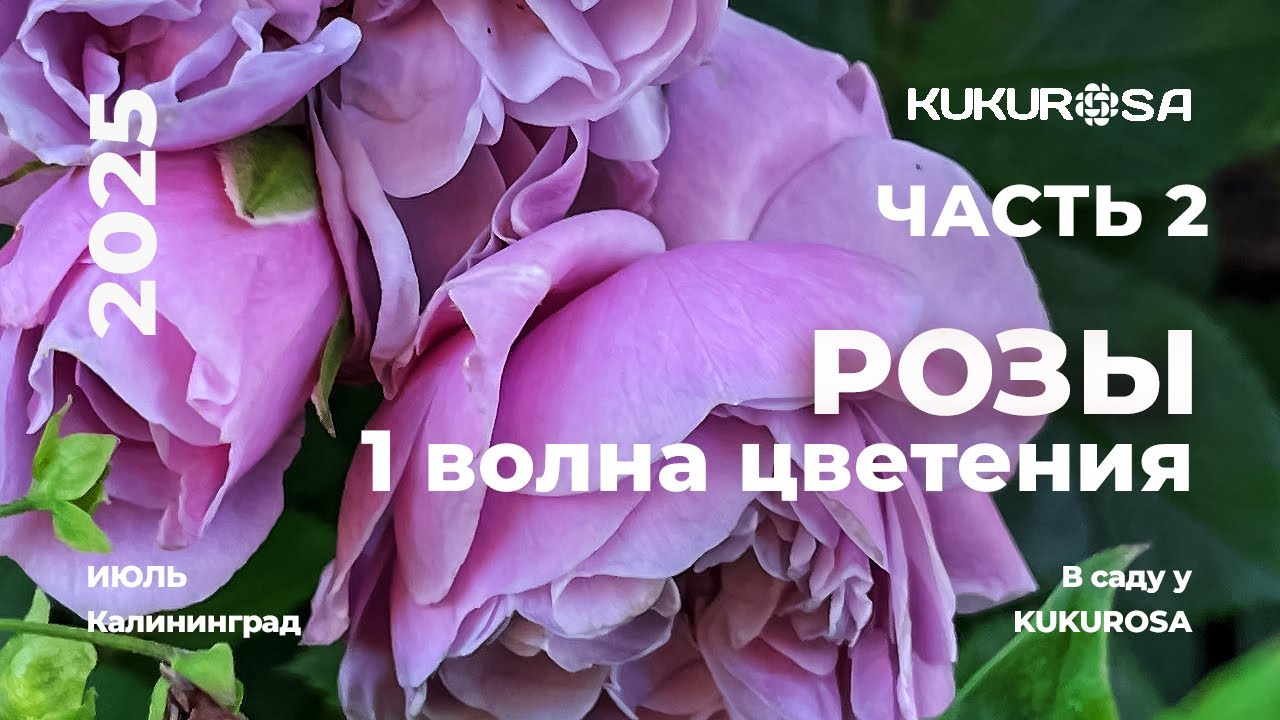 Розы первой волны цветения! Часть 2. Обзор сада. Сочетания роз.