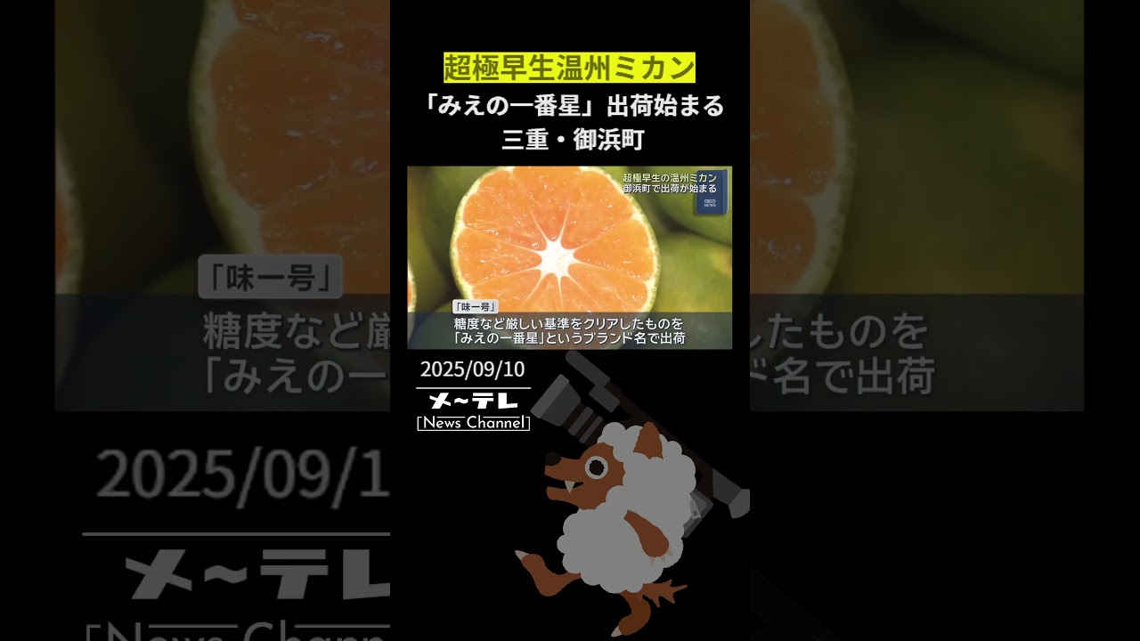 超極早生温州ミカン「みえの一番星」出荷始まる 三重・御浜町 - YouTube
