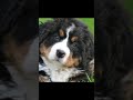 Psy[Berneński pies pasterski]#trend #funny # #memes#animals
