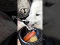 サーモンポタージュつくったら爆食してくれました！ #サモエド