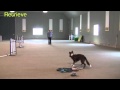 Positive dog training sgda