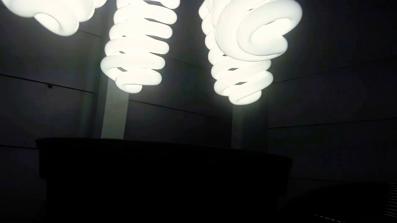 High Life UK Pyramid Super Hash Grow Update 5 ❤