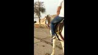 yalla hel hel full song