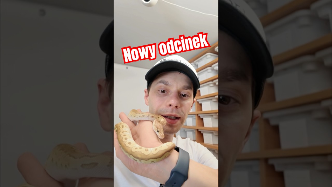 Zobacz co przygotowałem dla Ciebie‼️ #pythonregius #pytonkrólewski #hodowlawęży #hodowla #pyton