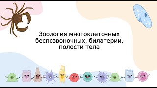 картинка: Зоология многоклеточных беспозвоночных, билатерии, полости тела