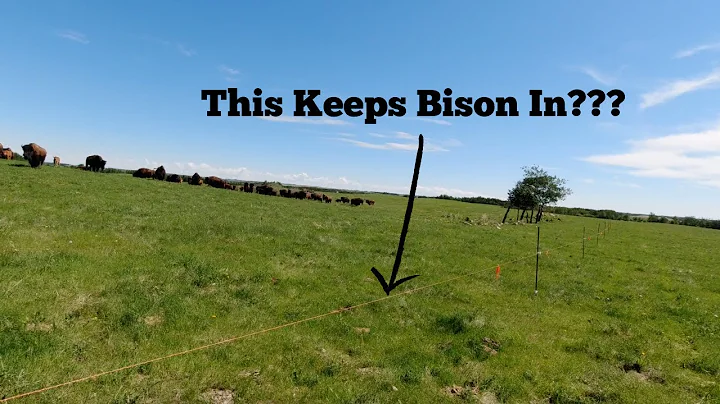 Does Electric Fence Work With Bison???