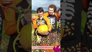 2024Pumpkin Festival Drone REEL Sinkland Farms