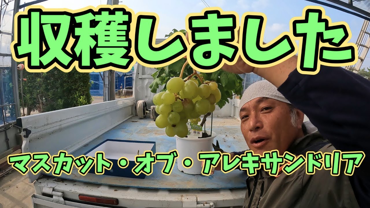 糖度21.1度・酸0.6度！最高のマスカット・アレキ誕生🍇 | Brix 21.1