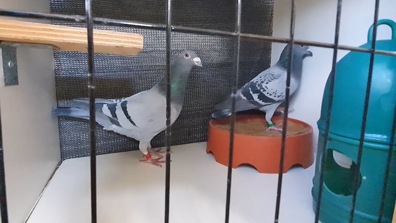 Moving Pairs Into Pigeon Breeding Boxes YouTube