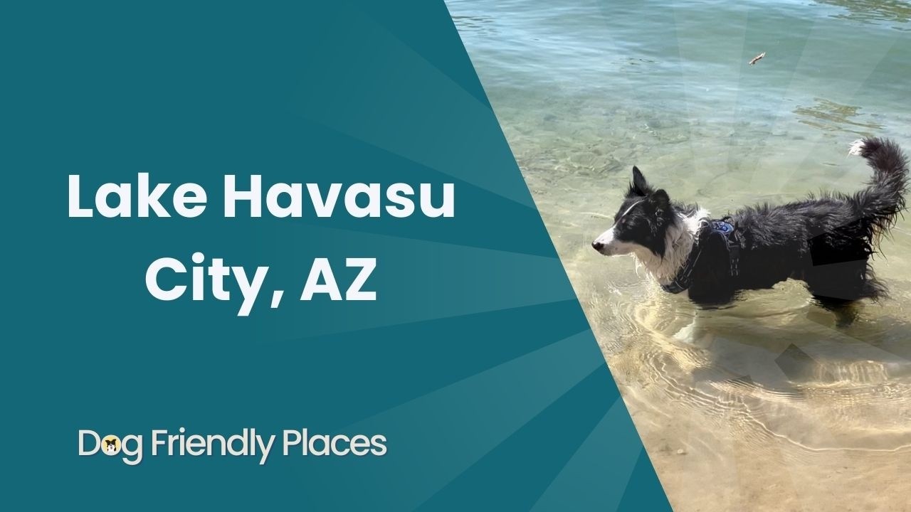 Dog Friendly Places: Lake Havasu City, AZ Vacation