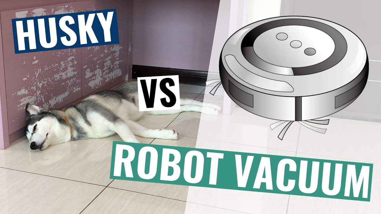 Husky vs Robot Vacuum YouTube
