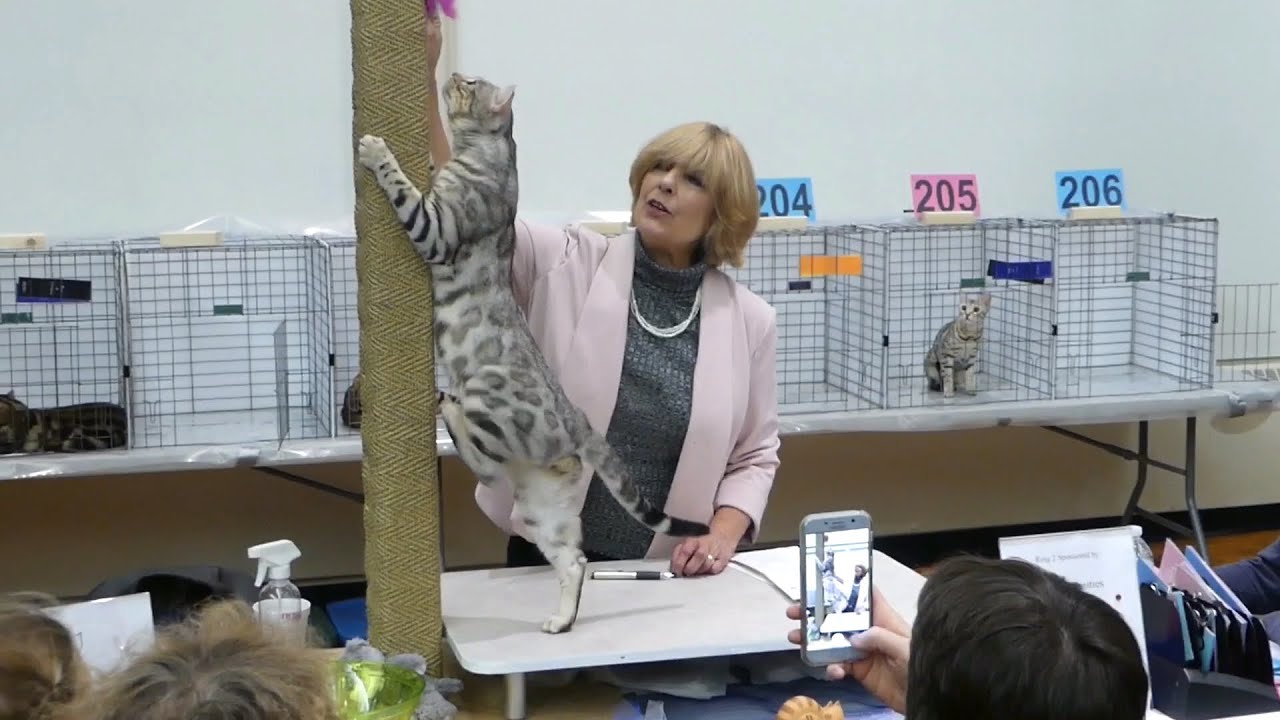 camera iphone 8 plus apk ✨TICA✨CATSHOW 🐱🐯🦁EDMONTON 2018🇨🇦