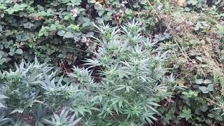 My uk outdoor grow season part 3