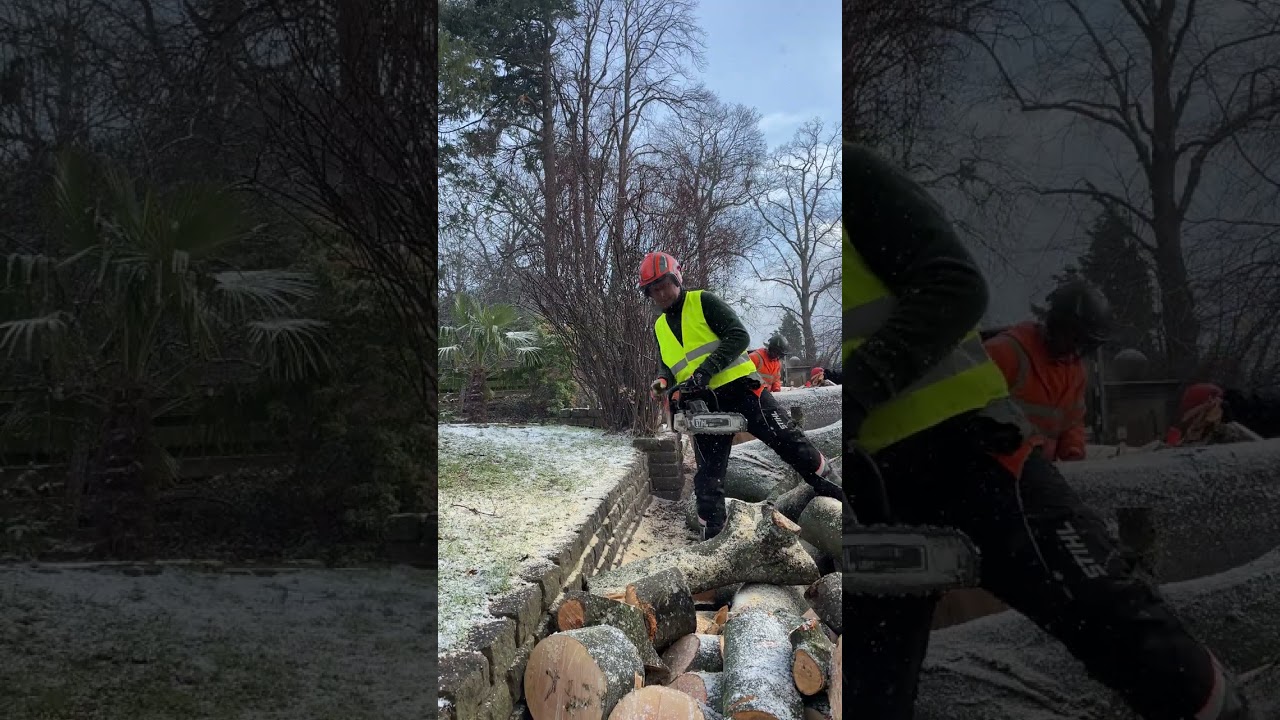 Cutting in Scotland Snow with Stihl MS500i
