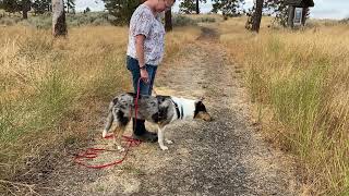 Beginning Dog Tracking