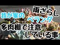 【多肉植物】我が家の雨ざらし☔️ベランダ多肉棚で注意している事