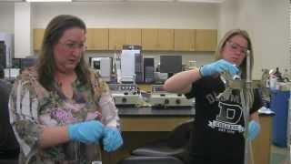 FACES: Chemical Laboratory Technology major