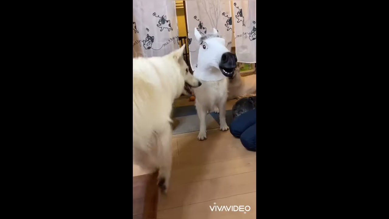 わんこ 楽天市場】犬 ハーネス 迷子防止 追跡タグ入れ 小型犬 大型犬用