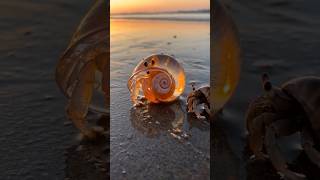 The clear silica shell likely acts as a solar greenhouse in the cold ocean waters.