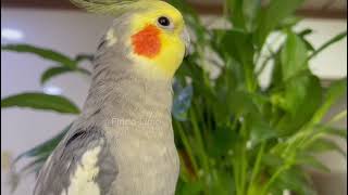 شدو العصافير يوقظ القلب - Birds Chant Awakens The Heart
