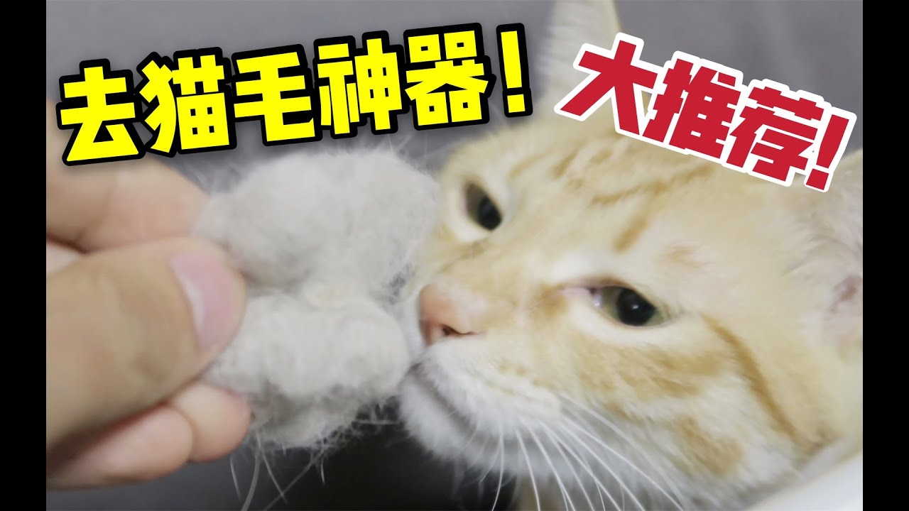 科普 想養貓又怕貓毛太多 Up推薦你4款去貓毛神器 讓你從此擺脫貓毛煩惱 Youtube