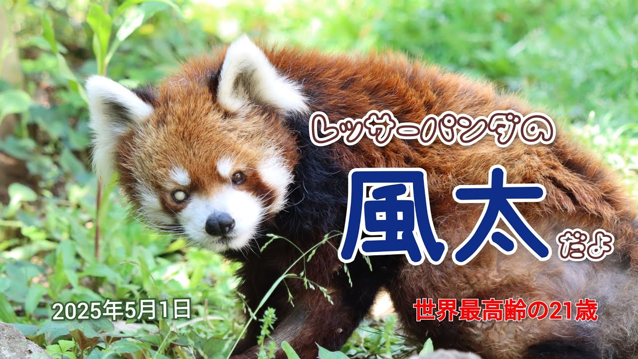 千葉市動物公園 レッサーパンダの風太くん（2025年5月1日） - YouTube