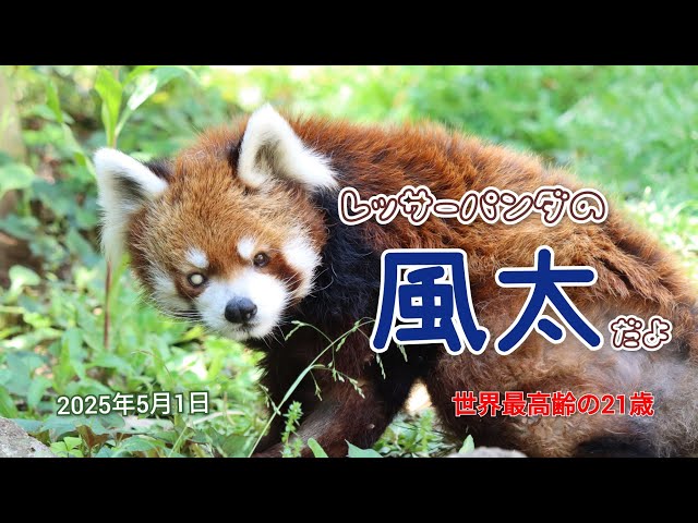 千葉市動物公園 レッサーパンダの風太くん（2025年5月1日） - YouTube