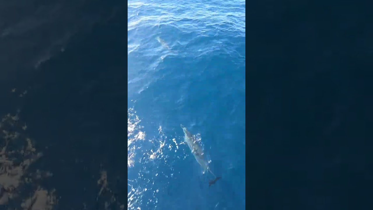 Dolphins!!