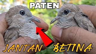 Cara Mudah Membedakan Anakan PERKUTUT LOKAL JANTAN DAN BETINA