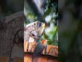 Golden-fronted Woodpeckers.  #birds #woodpecker #nature