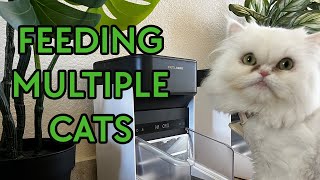 All My Cats Have Different Diets (Trying an RFID Automatic Pet Feeder!)