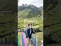 Cameron Highlands short trip! #travel #cameronhighlandsmalaysia #sheepsanctuary #malaysia