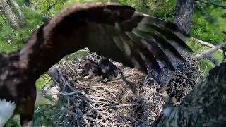 Trempealeau Eagles 15.05.2024