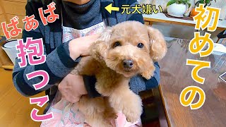 生まれて初めて犬嫌いだったバァバに抱っこしてもらう犬が可愛かったw【トイプードル】