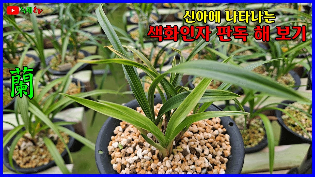 신아에 나타나는 색화인자를 판독해 봅니다.