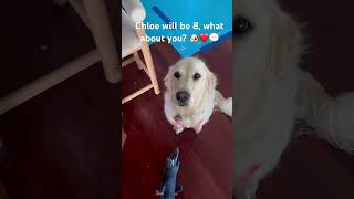 Chloe will be 8! 🐶💬❤️ #dogs #dogshorts #dogsofyoutube #cutedogs #funnydogs #cutepets #trend #fyp
