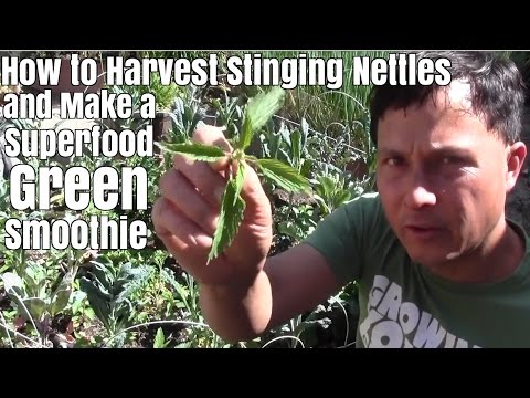 Video: Pleje og høste nældegrønt - Sådan dyrkes brændenældegrønt