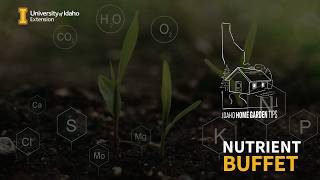 IHGT 2026 Soil - A Nutrient Buffet