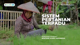 Sistem Pertanian Terpadu Budidaya Padi dan Ternak Bebek Petelur